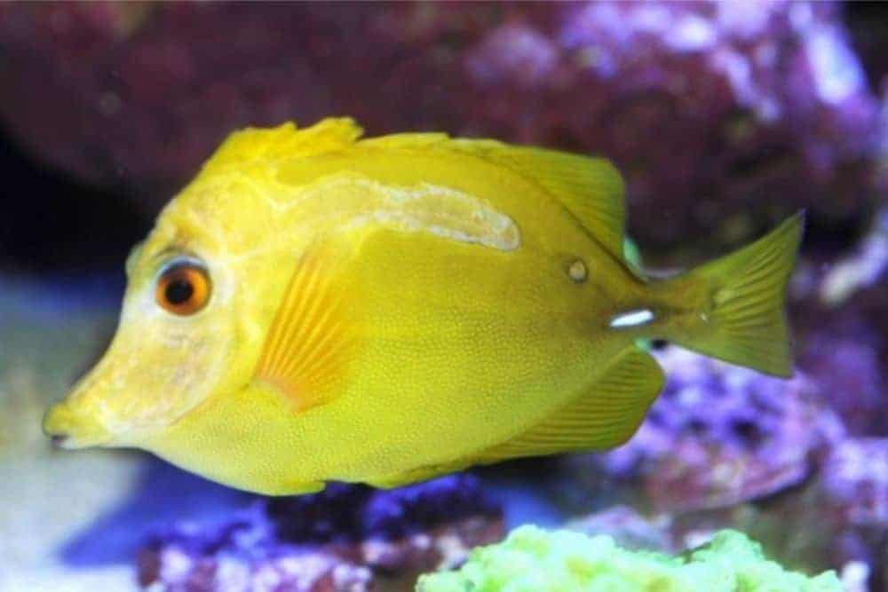 Sick Yellow Tang