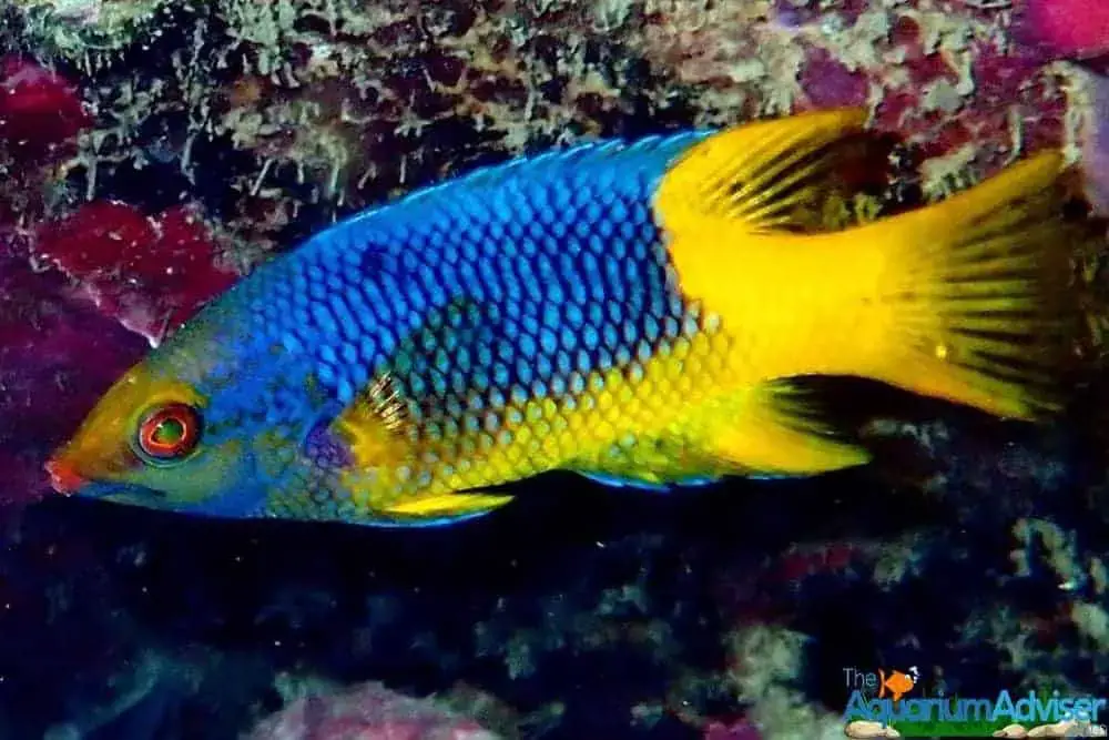 Spanish Hogfish Bodianus rufus