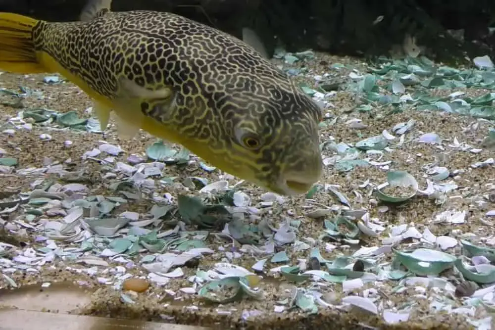 Tetraodon Mbu Puffer Fish