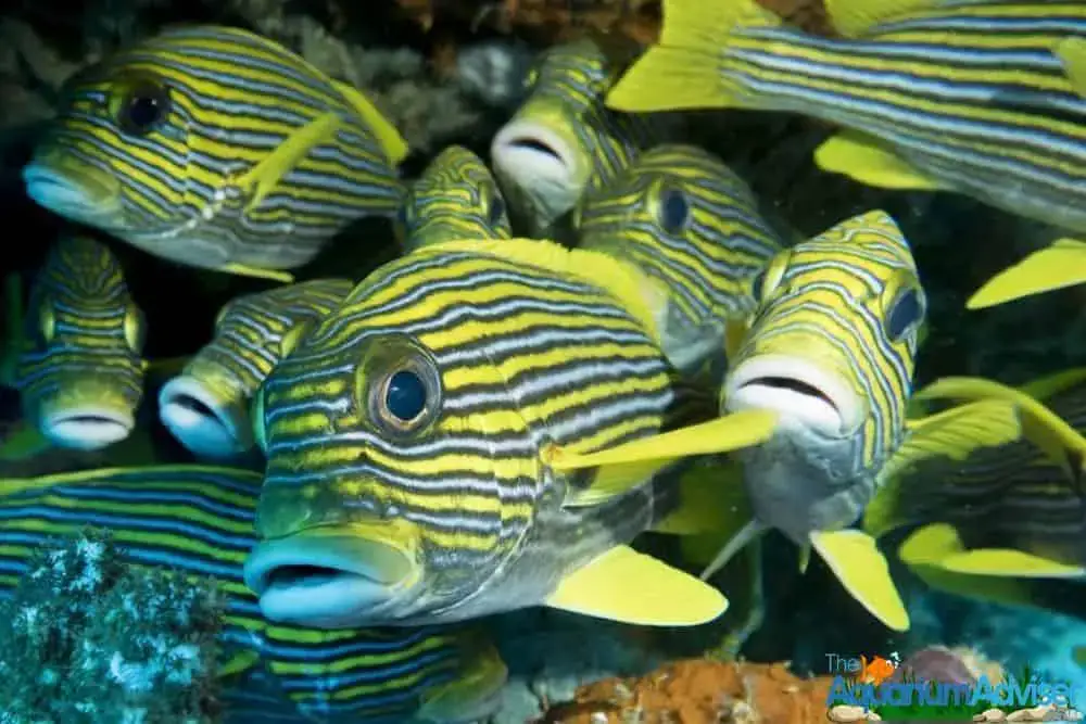 Yellow Sweetlips Plectorhynchus albovittatus