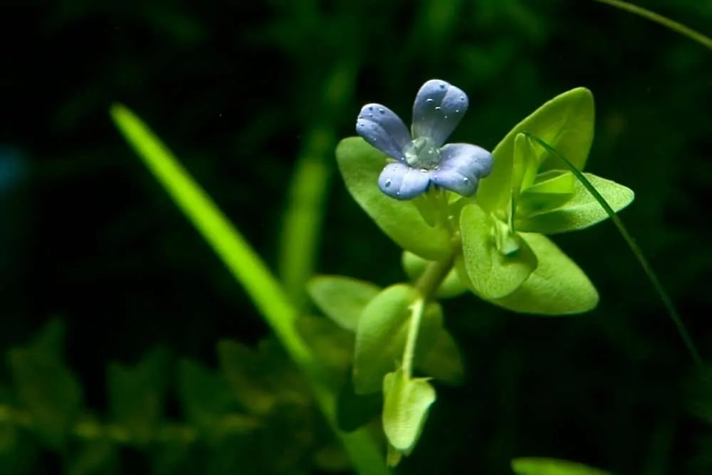 Bacopa