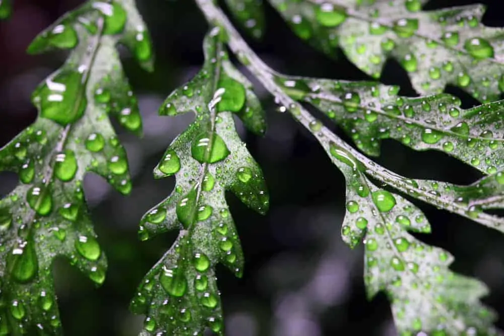 Bolbitis Heudelotii - African Water Fern