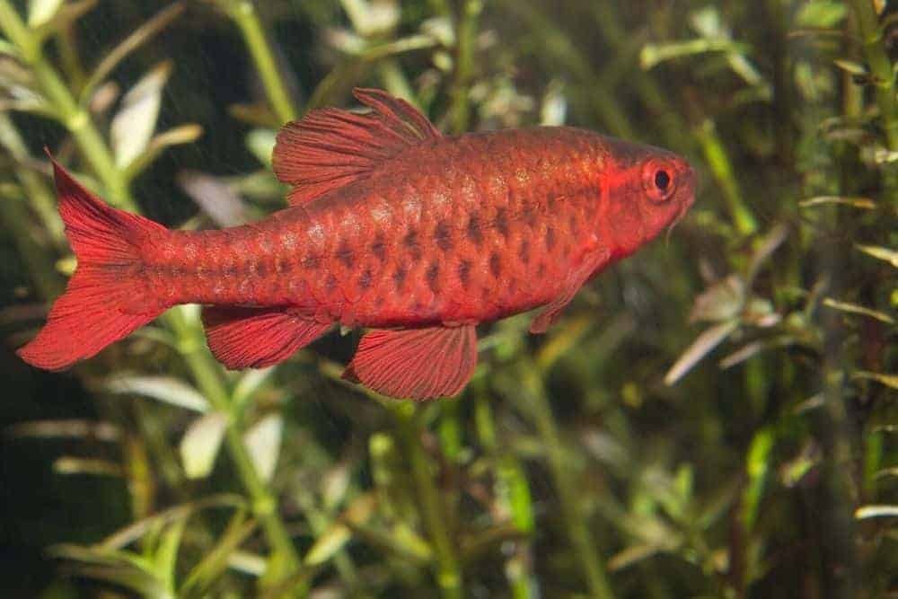 Cherry Barb Fish