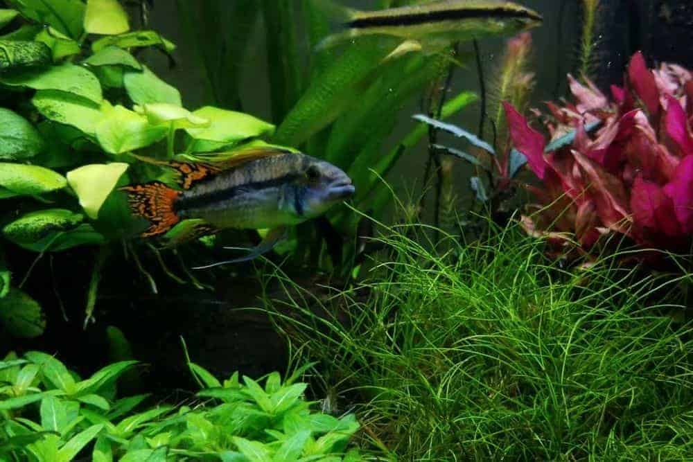 Cockatoo Dwarf Cichlid In Planted Tank