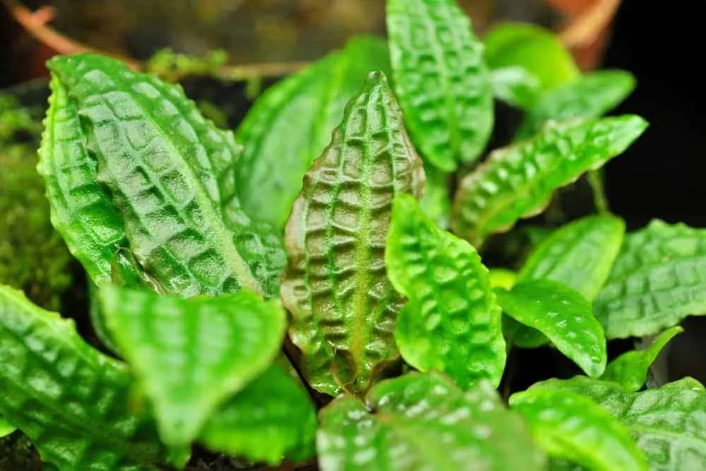 Cryptocoryne