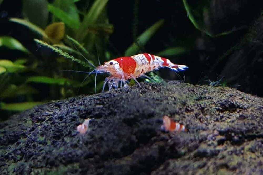 13 Freshwater Aquarium Shrimp Best Shrimp For Your Tank   Crystal Red Shrimp 