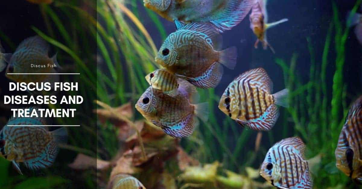 Discus Fish Diseases and Treatment