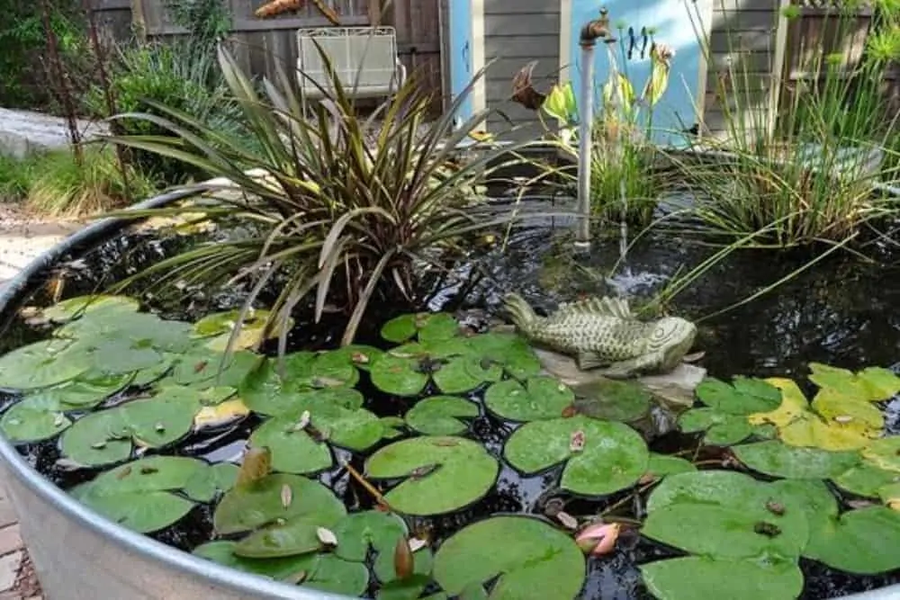 Galvanized Stock Tank With Water Lilies