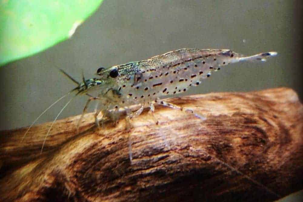 Japanese Marsh Shrimp