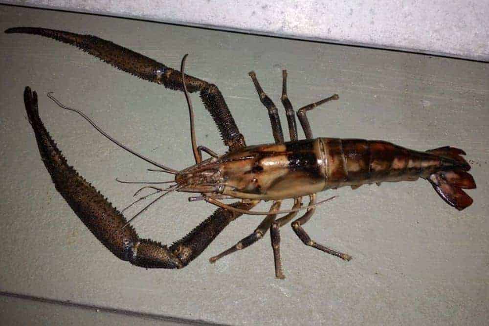 Large Clawed Shrimp