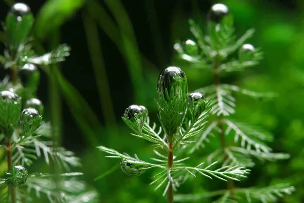 Myriophyllum