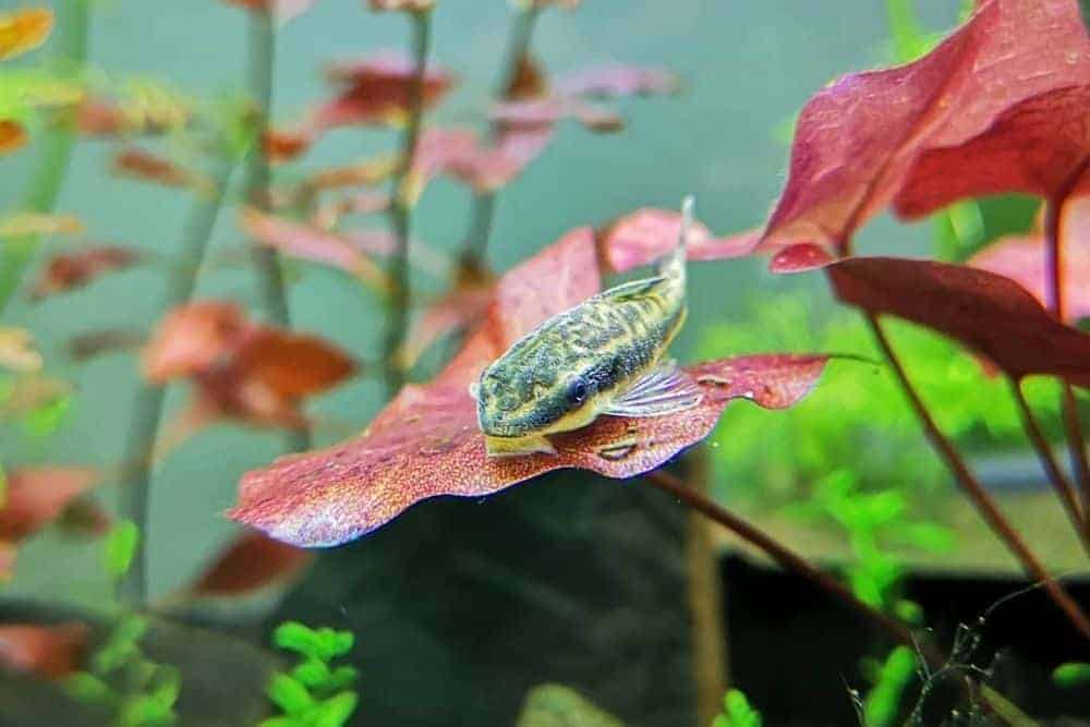 Otocinclus Catfish в аквариуме с растениями