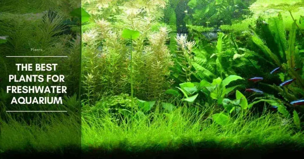 21 Best Plants for Freshwater Aquarium The Aquarium Adviser