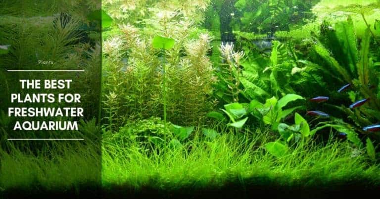 21 Best Plants for Freshwater Aquarium - The Aquarium Adviser