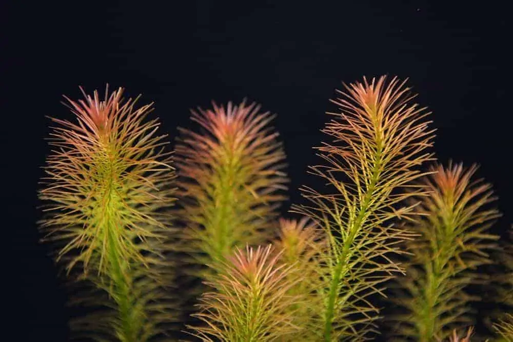 Rotala Wallichii