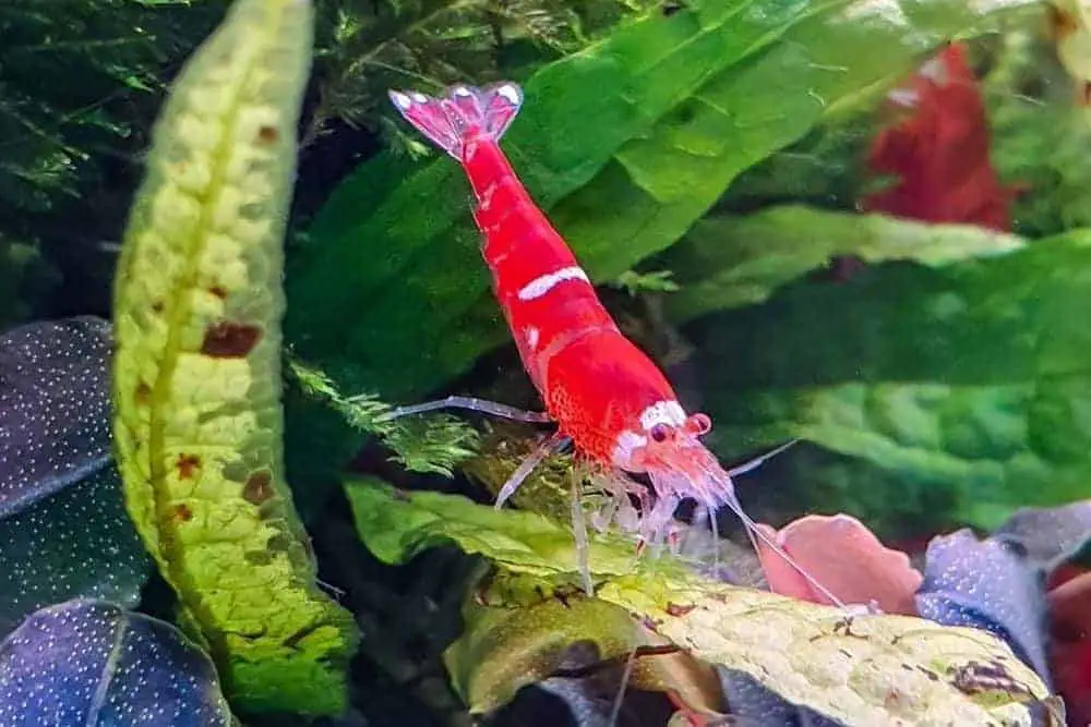 Shrimp disease treatment