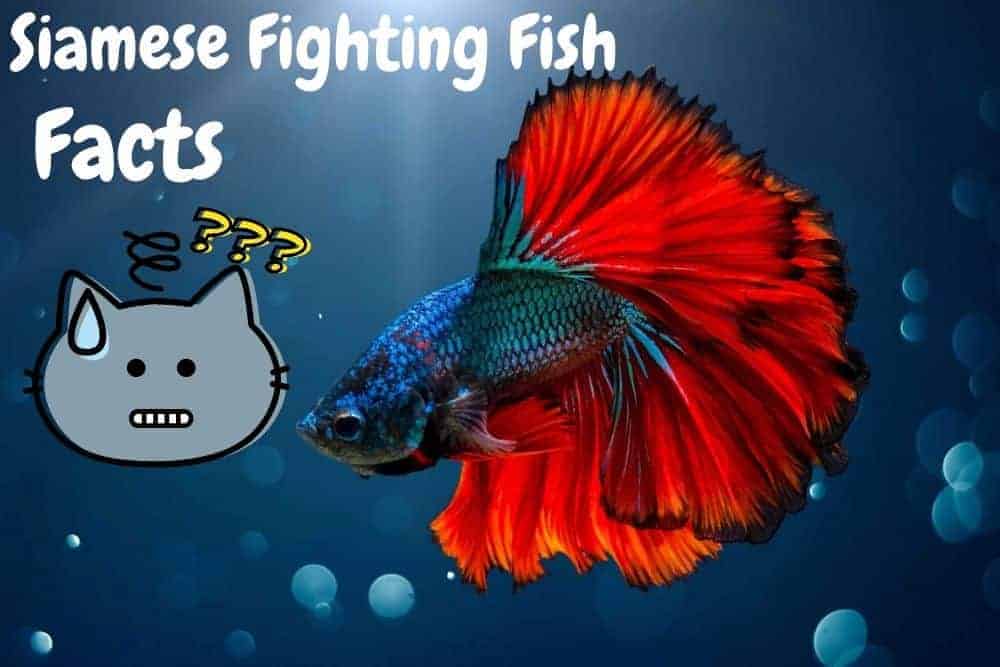 Siamese Fighting Fish Facts