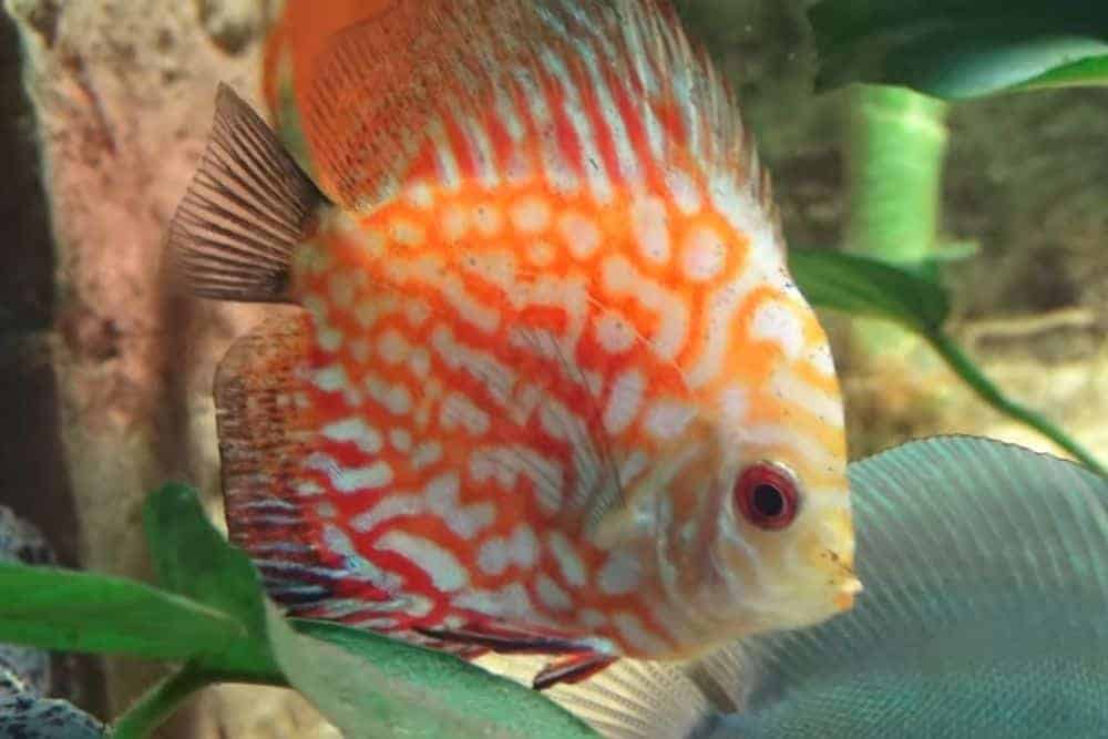 discus fish types