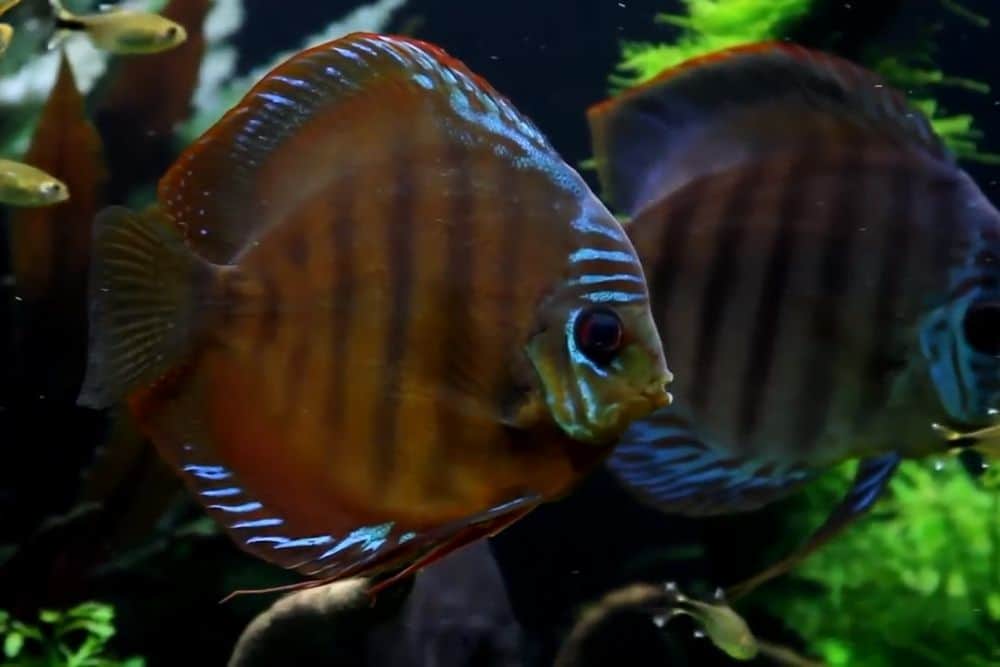 Symphysodon aequifasciatus