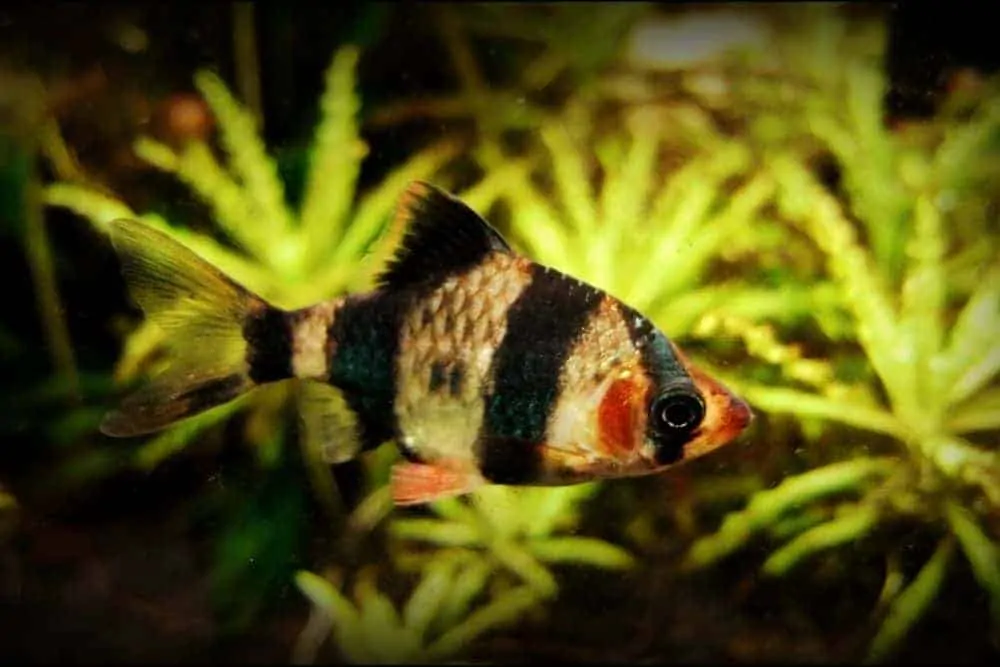 Tiger Barb Fish