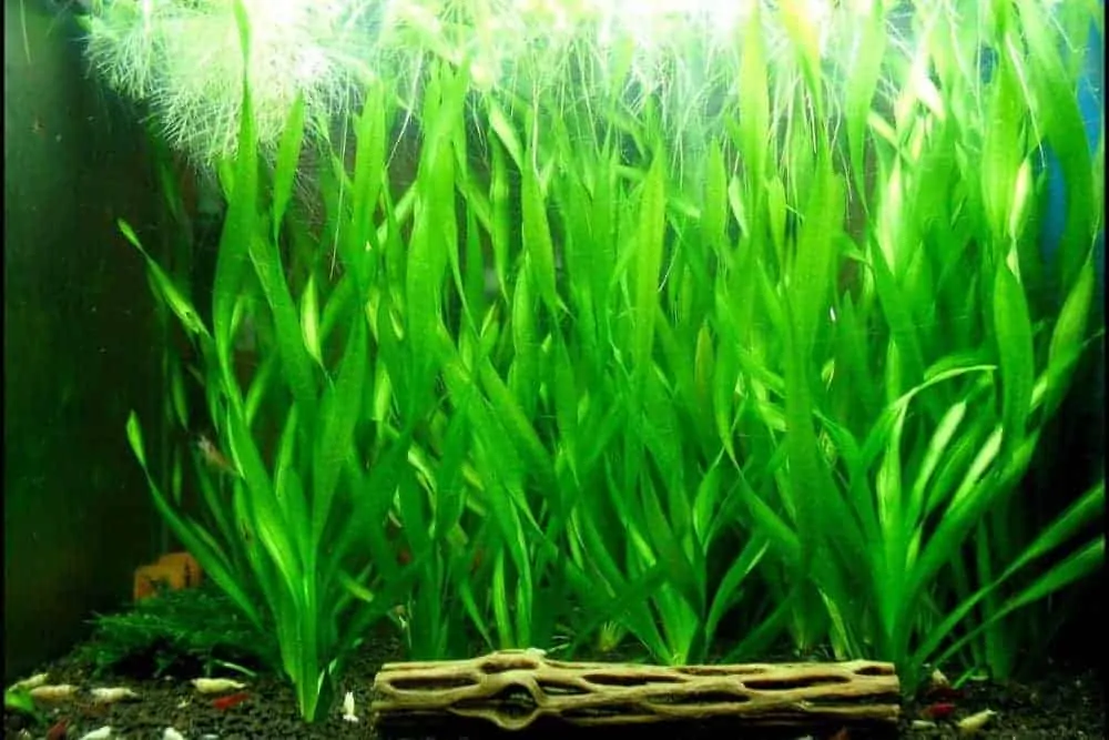 Vallisneria Gigantea