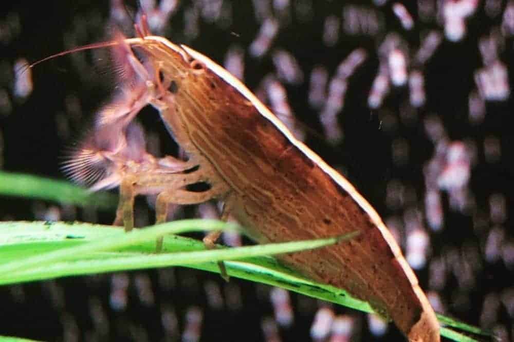 Wood Shrimp