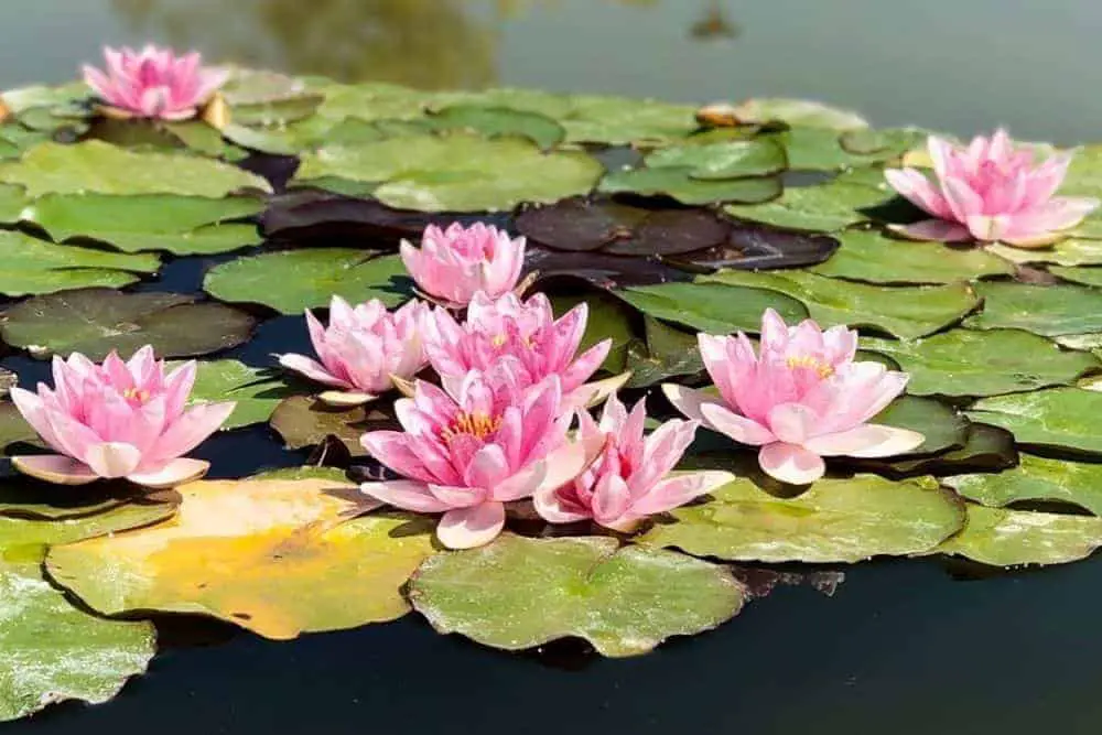 Pink Water Lily Flower