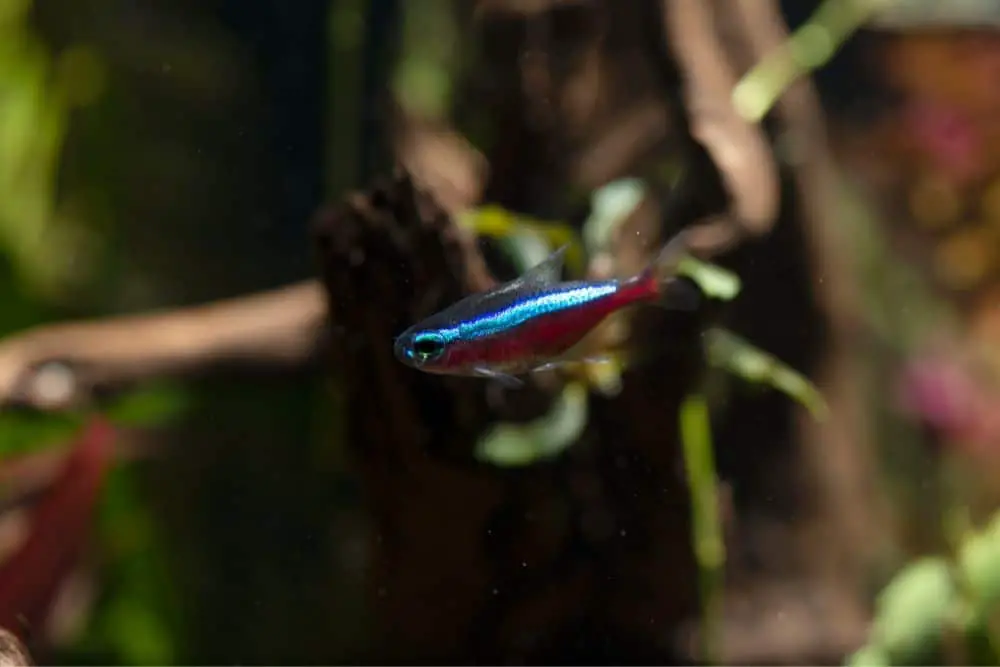 Tetra Fish type: Cardinal Tetra