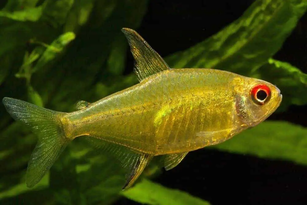Tetra Fish type: Lemon Tetra
