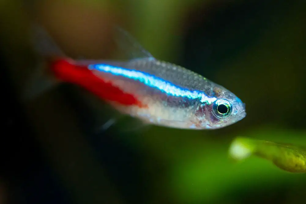 Tetra Fish type: Neon Tetra