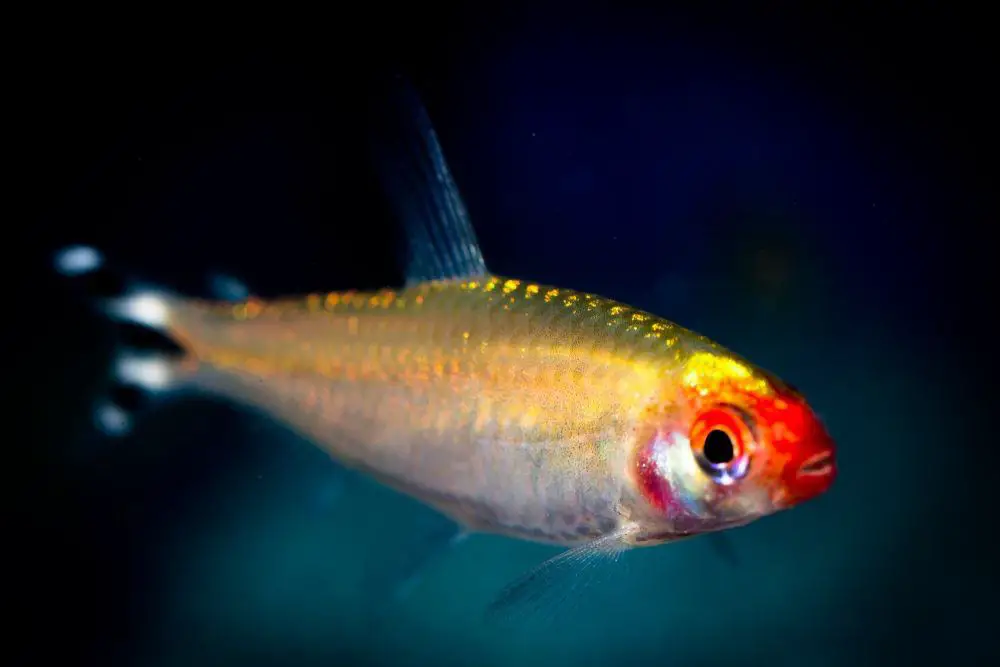 Tetra Fish type: Rummynose Tetra