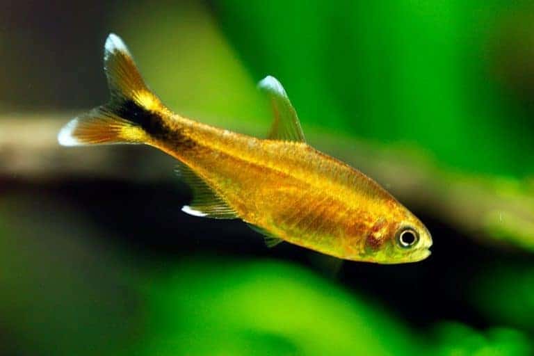 White tip tetra in an aquarium