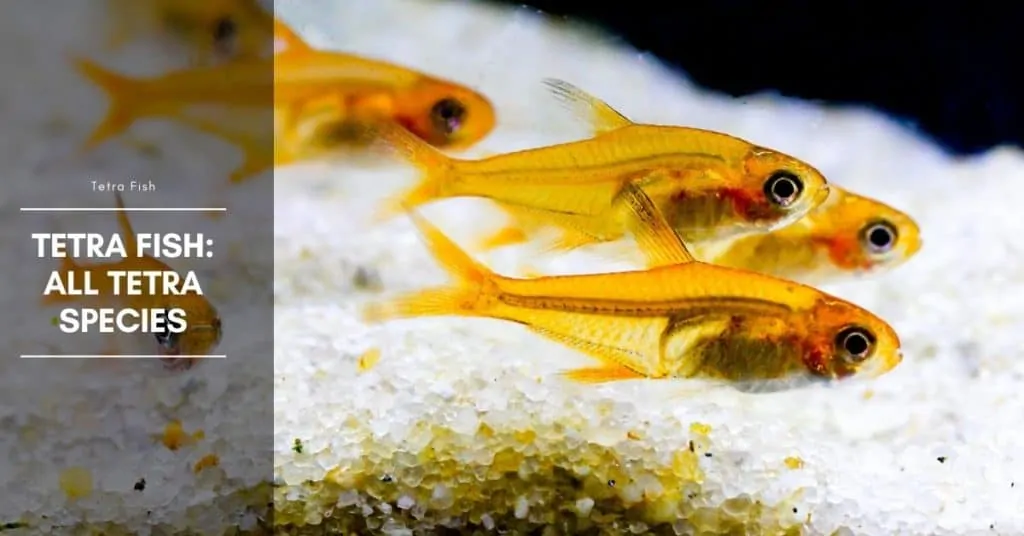 Tetra Fish: All Tetra Species - The Aquarium Adviser