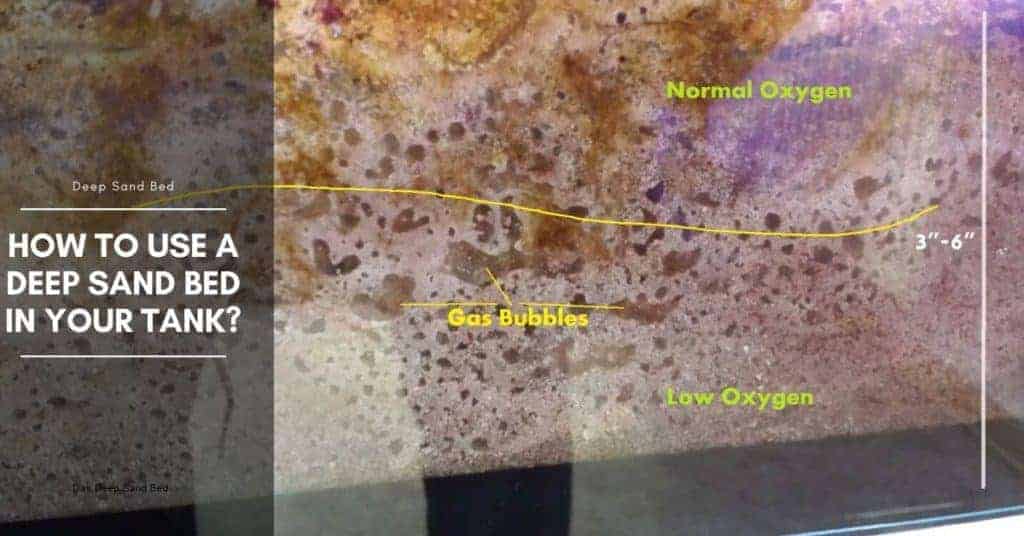 Learn How to Use a Deep Sand Bed in Your Tank The Aquarium Adviser