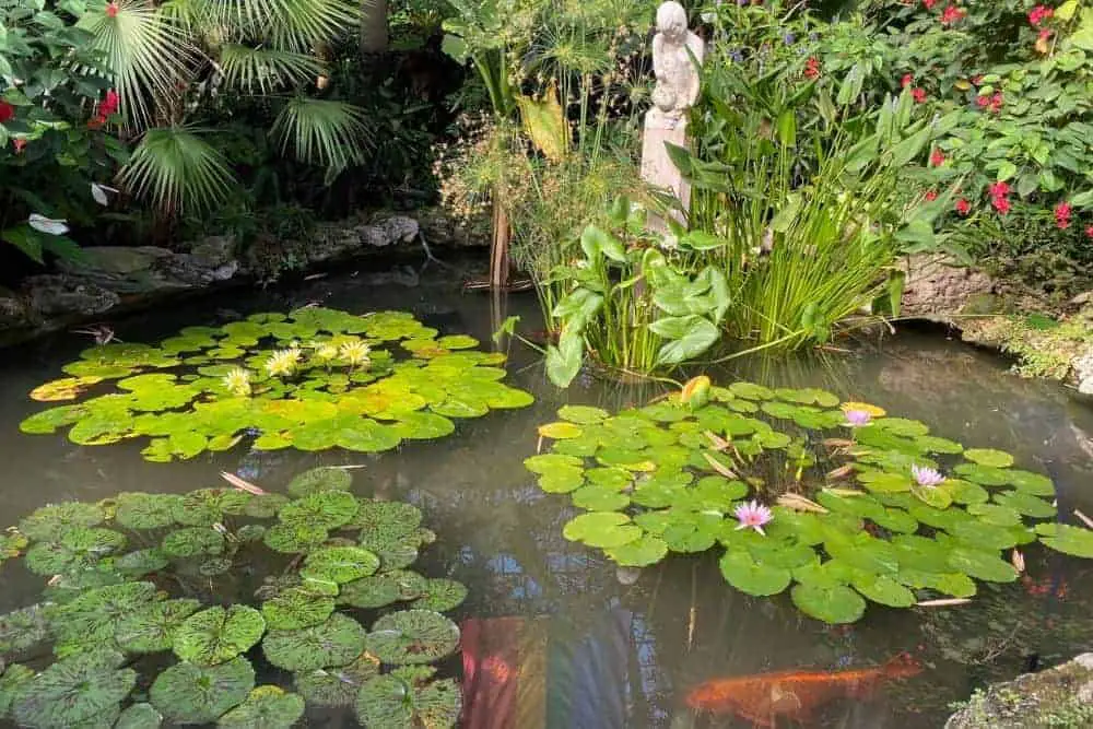 Type of Koi Pond
