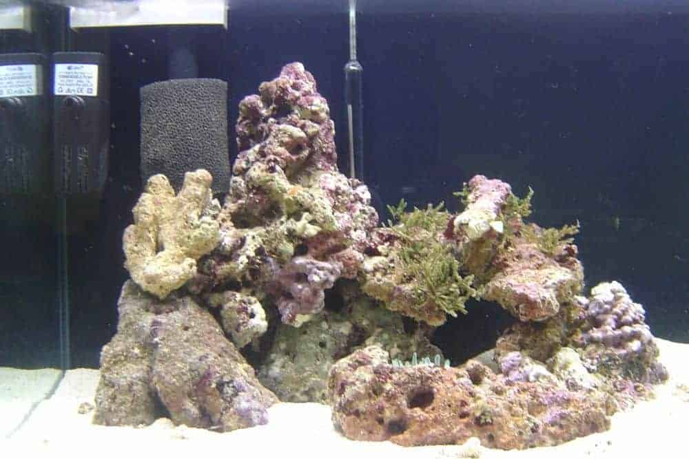 Some types of Live Rocks in Tank