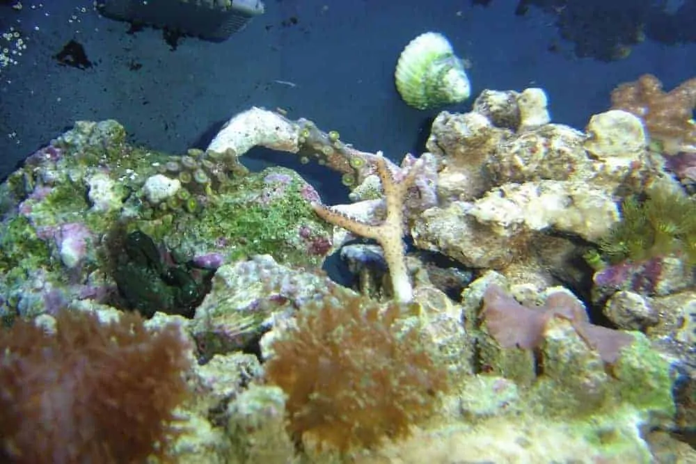 Live rocks in aquarium