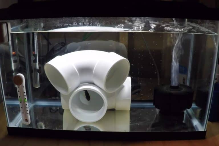 How to Set Up a Quarantine Tank for Saltwater Fish