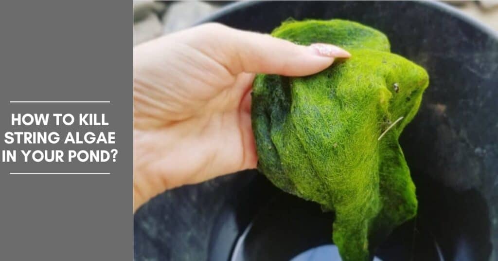 How to Kill String Algae in Your Pond? The Aquarium Adviser