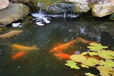 Introducing New Fish To A Pond And Feeding Them The Aquarium Adviser
