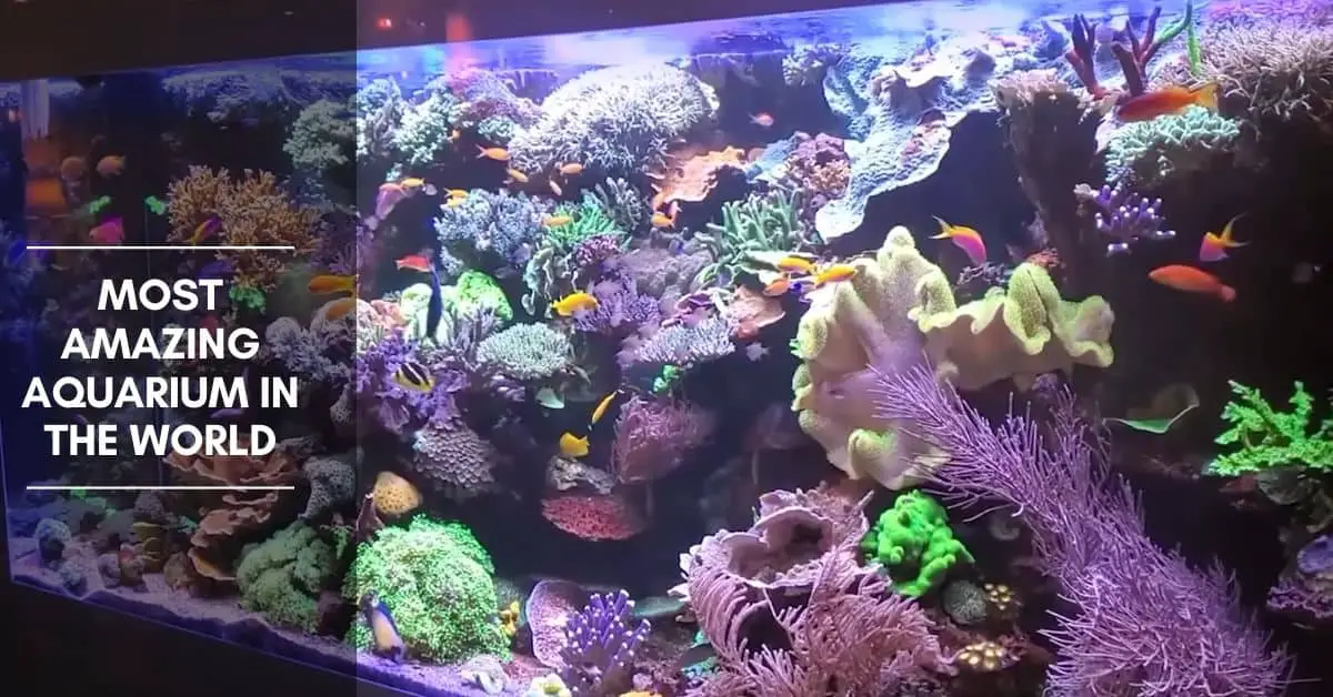 Most Amazing Aquarium in The World