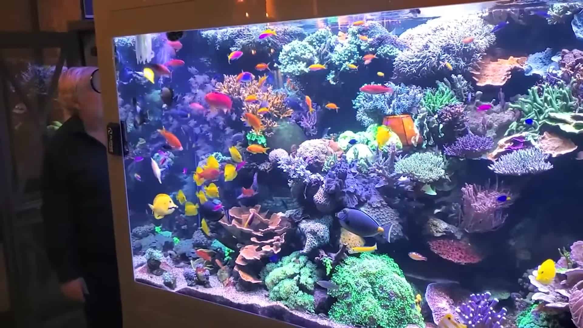 11 Most Amazing Aquarium in The World The Aquarium Adviser