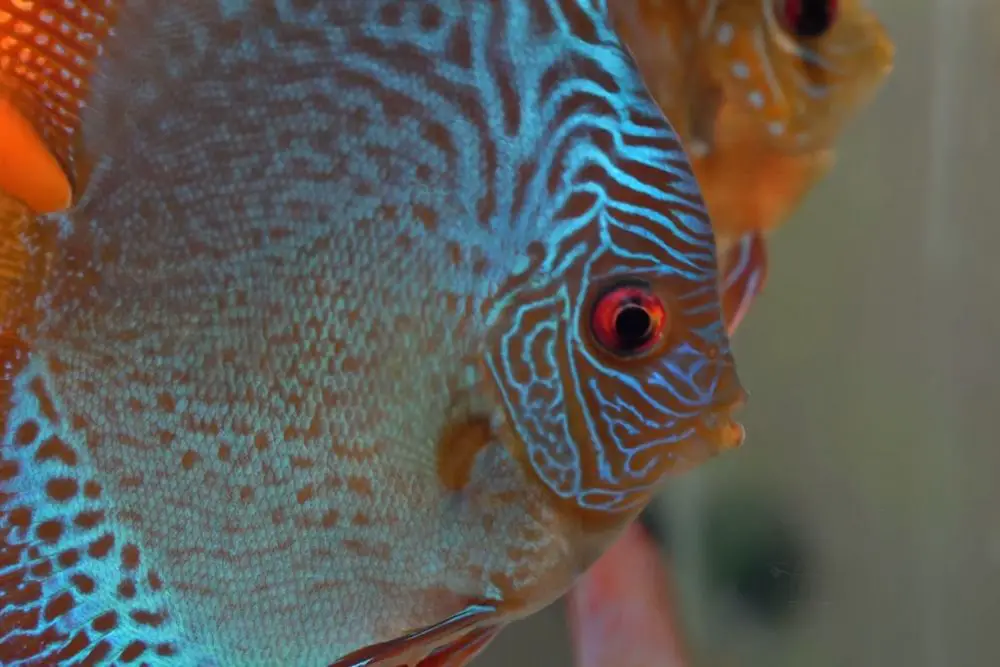 Discus Fish