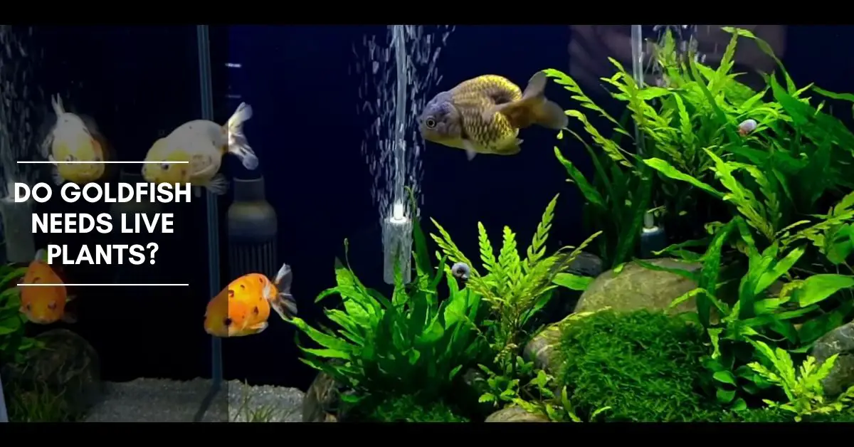 Do Goldfish Needs Live Plants