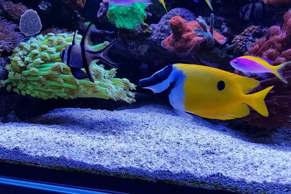 Are Foxface fish reef safe?