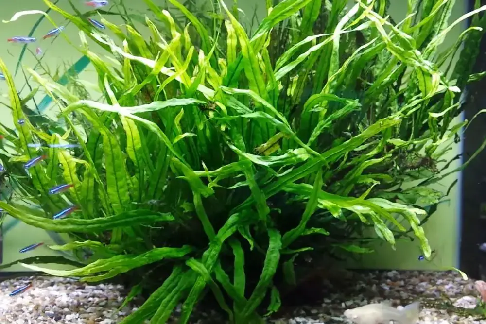 aquarium java fern