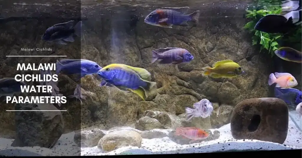 Malawi Cichlids Water Parameters Temperature, pH and GH