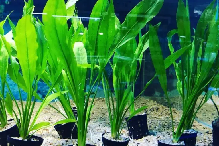 11 Best Aquarium Plants for Guppies The Aquarium Adviser