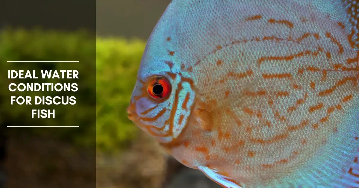 Water Conditions For Discus Fish