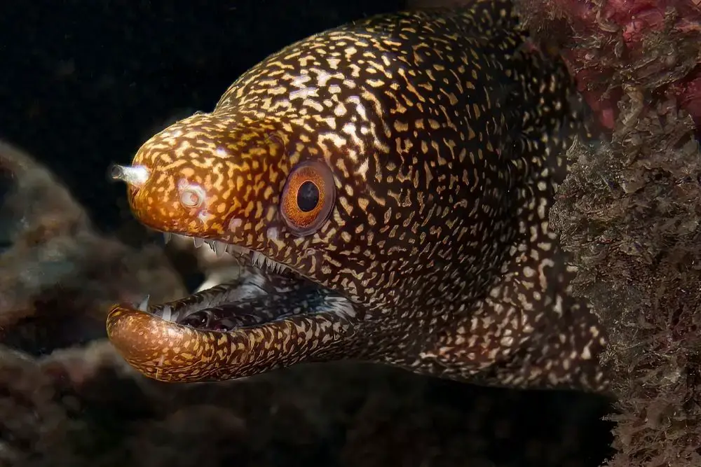 Abbott's Moray